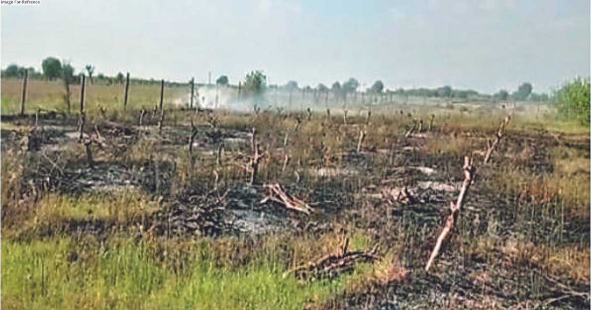 Guava orchards catch fire in Swmr, 2,000 trees burnt